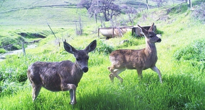 Two black-tailed deer does standing on green grass with hillside in background