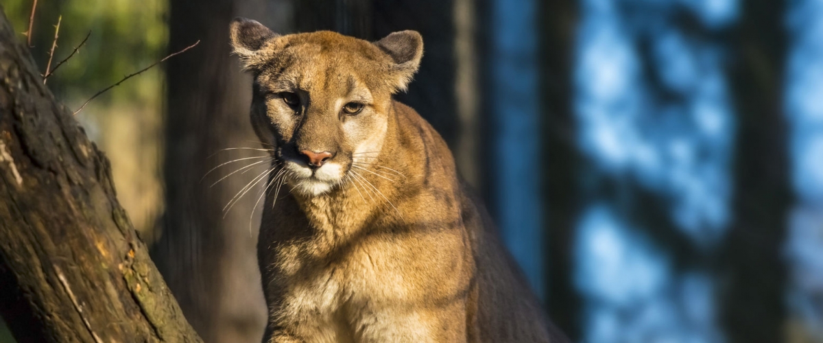 Mountain lion in sunlight facing the camera with shadows of tree branches dappled across its body 