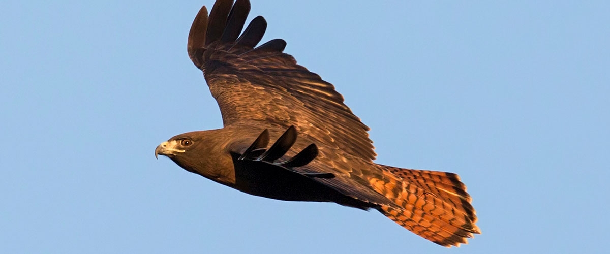 Red-tailed Hawk flying across a blue sky