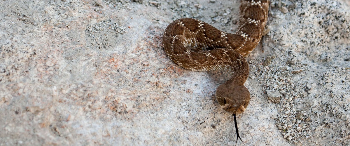 Close-up of Rattlesnake with brown scale patterns on gray rock, its black forked tongue out