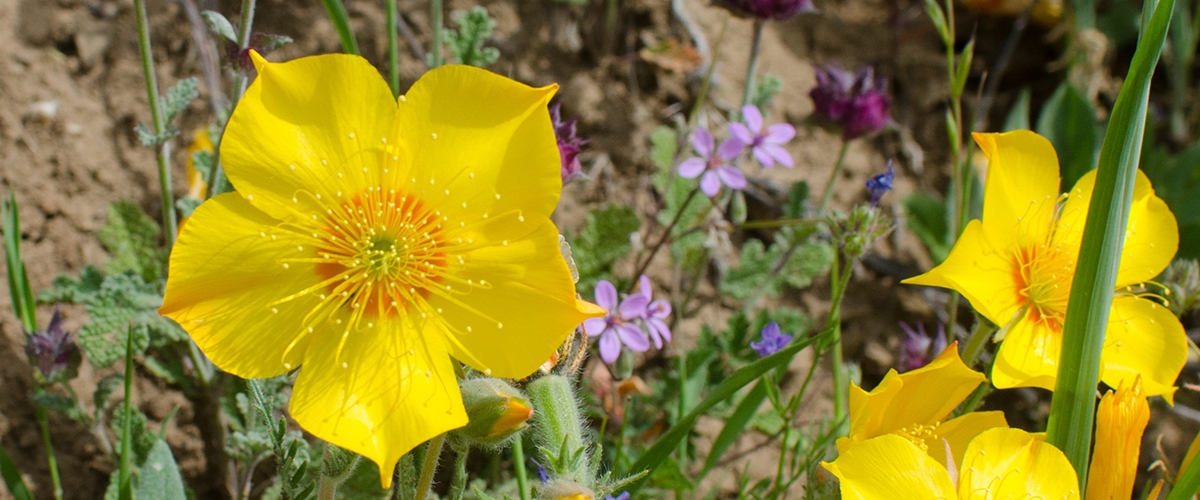 Three blazing star wildflowers consisting of five bright yellow petals surrounding centers full of stamen, among small purple wildflowers