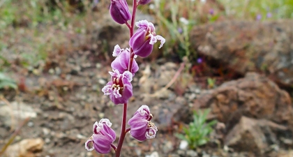 A jewelflower with white and lavender urn-shaped flowers alternating every inch from the end of the stem and that have frilly-edged petals