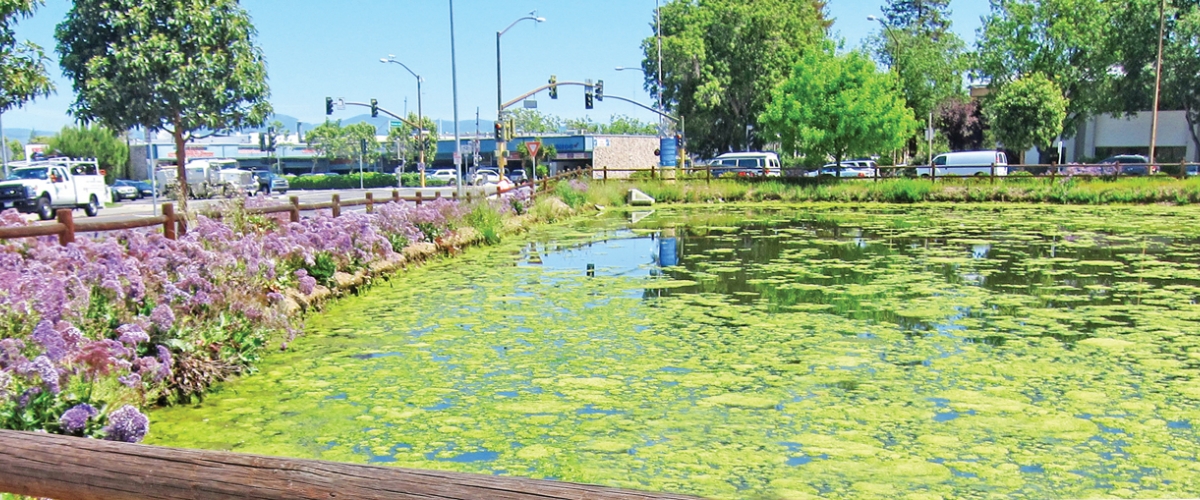 South Page Ponds bordered by split rail fence and plants on corner of busy Campbell street