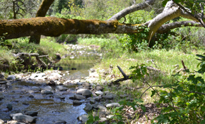 Fallen tree over creek with rocks and green grass