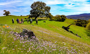 Green hillsides covered in wildflowers and a line of hikers walking along ridge