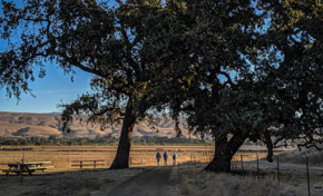 Three small figures walking on trail under huge oak trees, mountains in distance across sunny valley