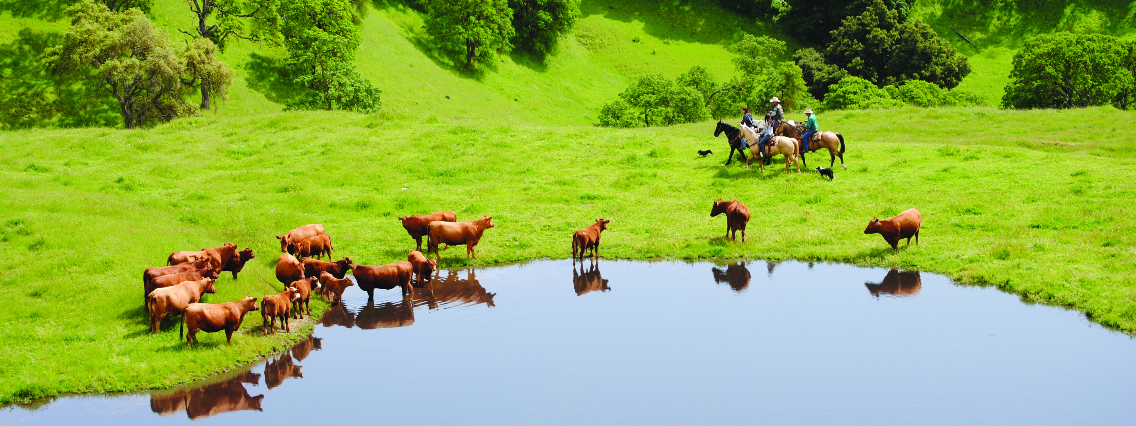 Herd of brown cows on green grass around a large pond, four riders on horses circling the cows