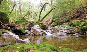 Forest creek surrounded by mossy rocks and green trees