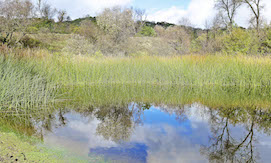 Clear pond reflecting blue skies and clouds, surrounded by reeds and trees